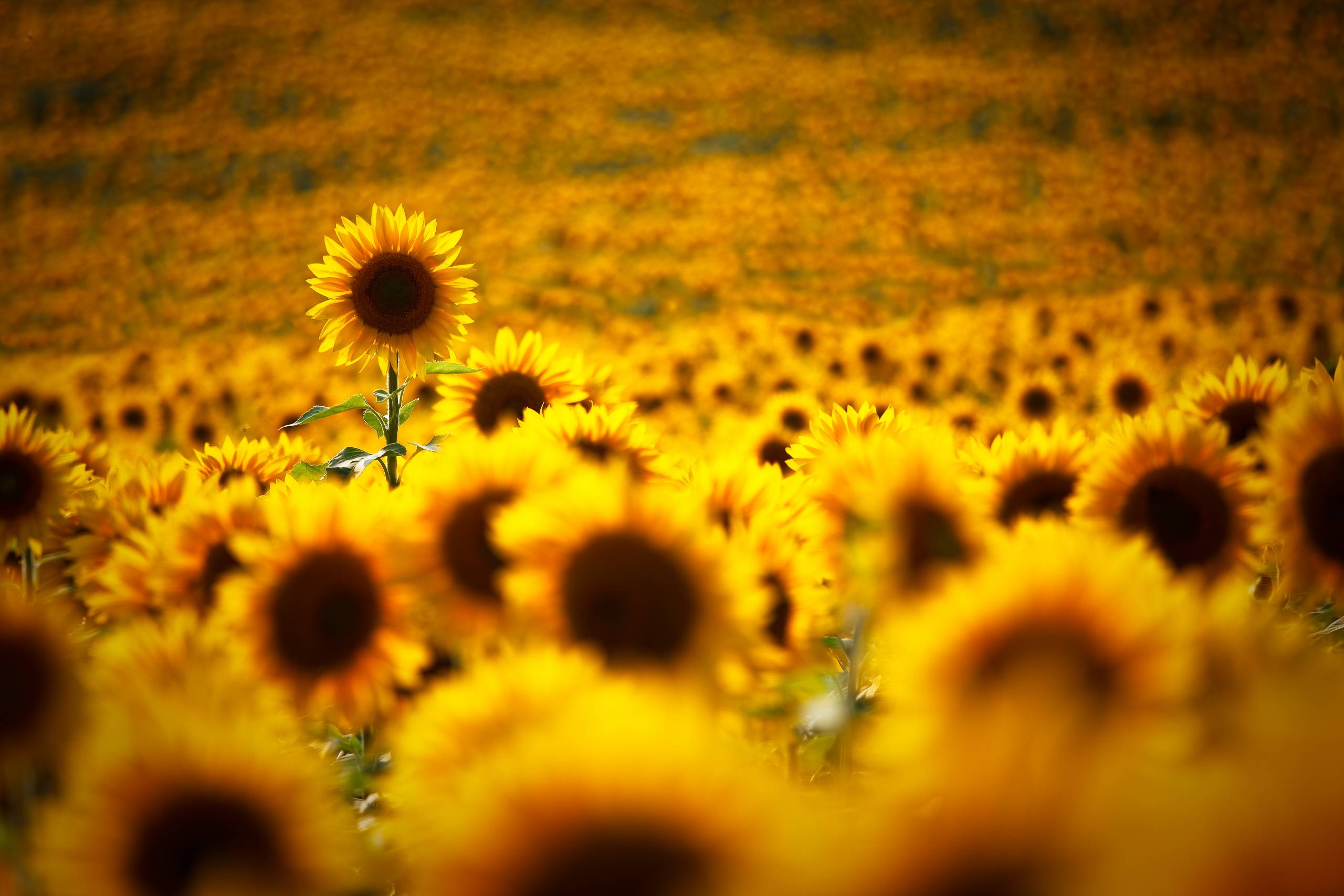 Comment analyser la concurrence ?